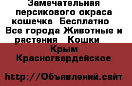 Замечательная персикового окраса кошечка. Бесплатно - Все города Животные и растения » Кошки   . Крым,Красногвардейское